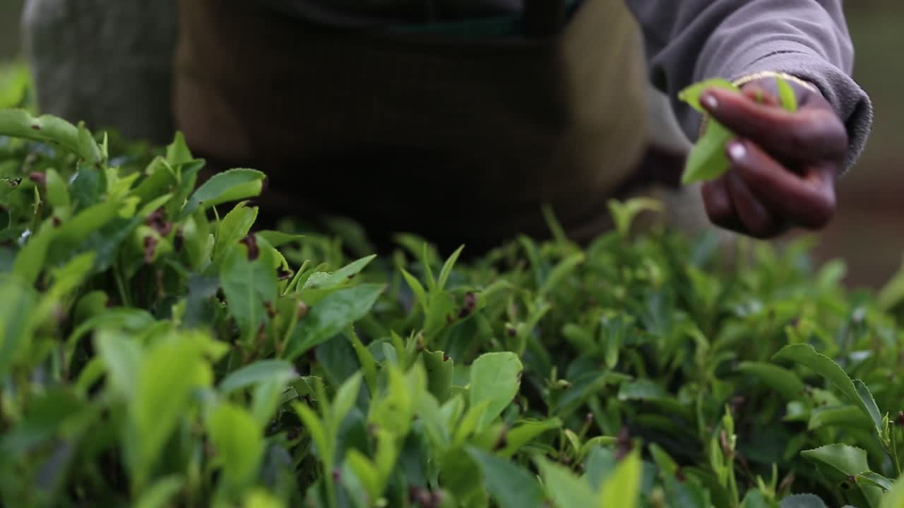 Close up view of the hands of a female tea garden worker busy working in Kadugannawa Tea Factory fields, inner mountains of Sri Lanka, december 2014