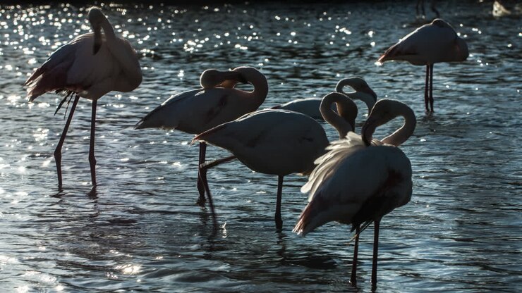 Flamingo Kine 4K 35