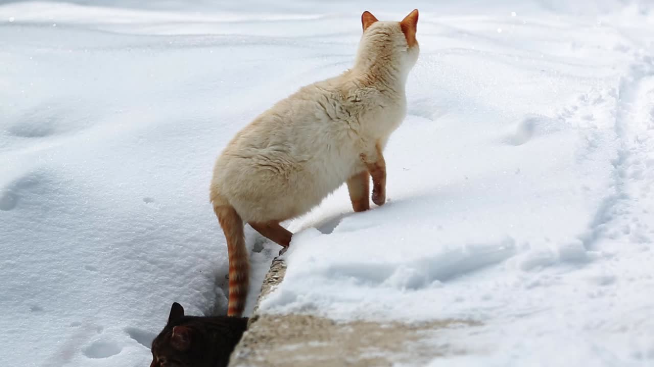 две кошки в дикой природе в снежный день