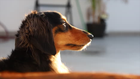 Perro-Pequeño-Disfrutando-Del-Sol-En-Su-Cara