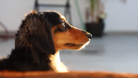 perro pequeño disfrutando del sol en su cara