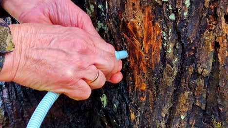 A plastic tube is placed in a drilled hole in a tree trunk to drain the sap