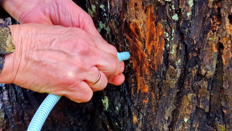 a plastic tube is placed in a drilled hole in a tree trunk to drain the sap