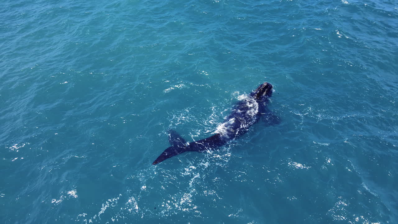 참고래 송아지는 호기심을 가지고 바다 표면에서 입을 벌리고 닫습니다.