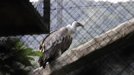 pájaro buitre en cautiverio