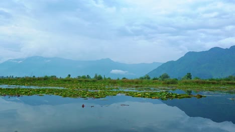 nenúfares flotantes en un lago tranquilo con montañas nubladas en el fondo