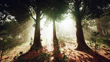 la luz del sol atravesando el bosque nebuloso