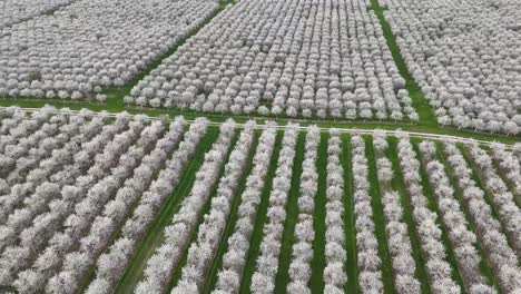 los huertos de cerezos en el condado de door, wisconsin están en plena floración en la primavera de cada año.