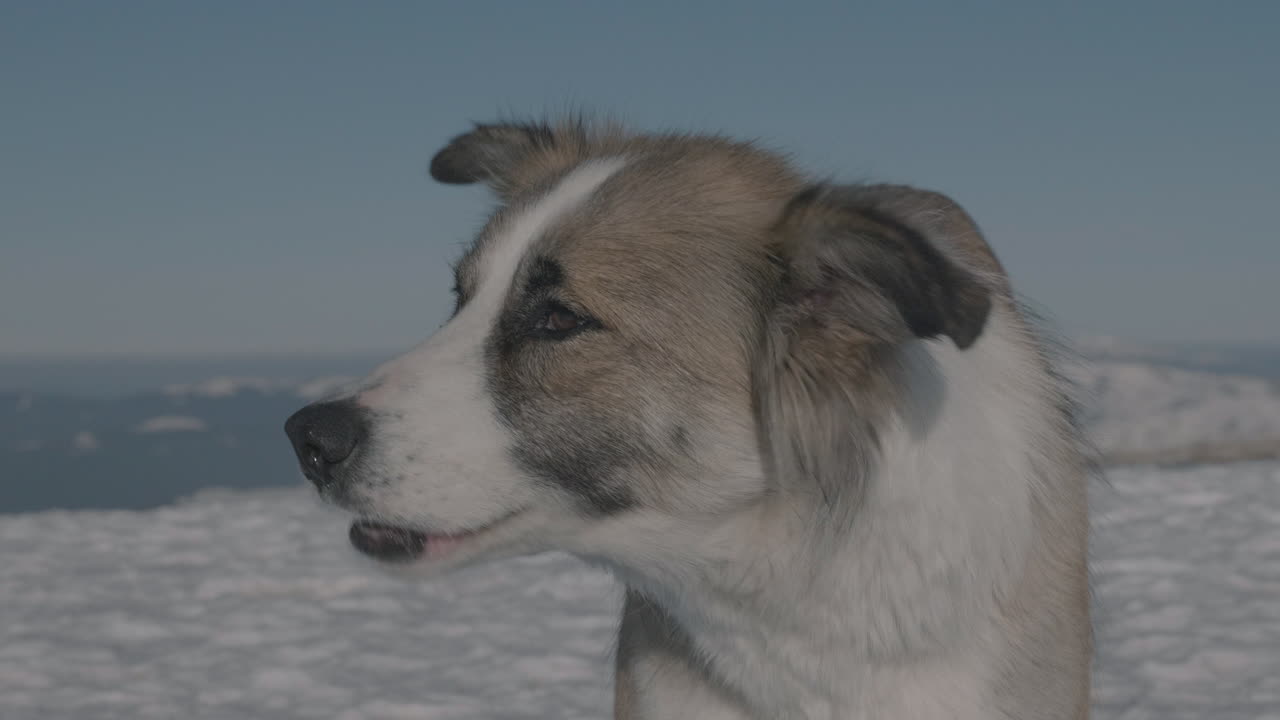un perro en una montaña de invierno