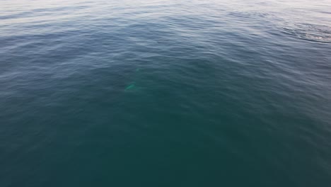 mother and baby humpback whales swimming in the sea in palm beach, gold coast, queensland, australia - aerial drone shot