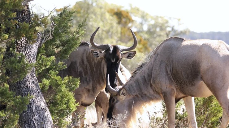Primo piano di animali chiamati gnu (wildebeest) al pascolo in Africa