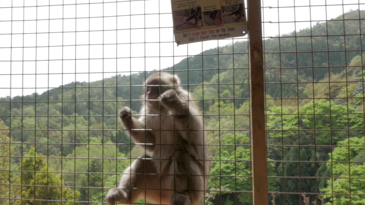mono pidiendo comida, parque de monos iwatayama, kyoto - japón