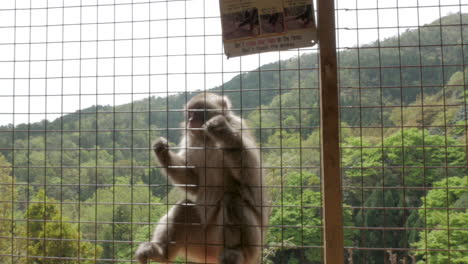 monkey asking for food, iwatayama monkey park, kyoto - japan