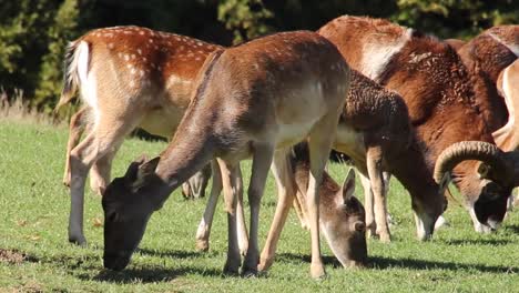 spotted deer or axis deers in the nature habitat