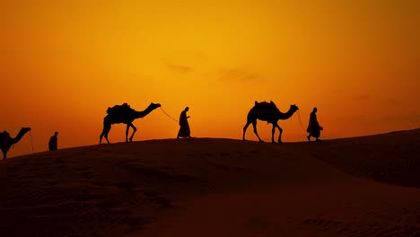 cameleers, camel drivers at sunset in slow motion. thar desert on sunset jaisalmer, rajasthan, india.