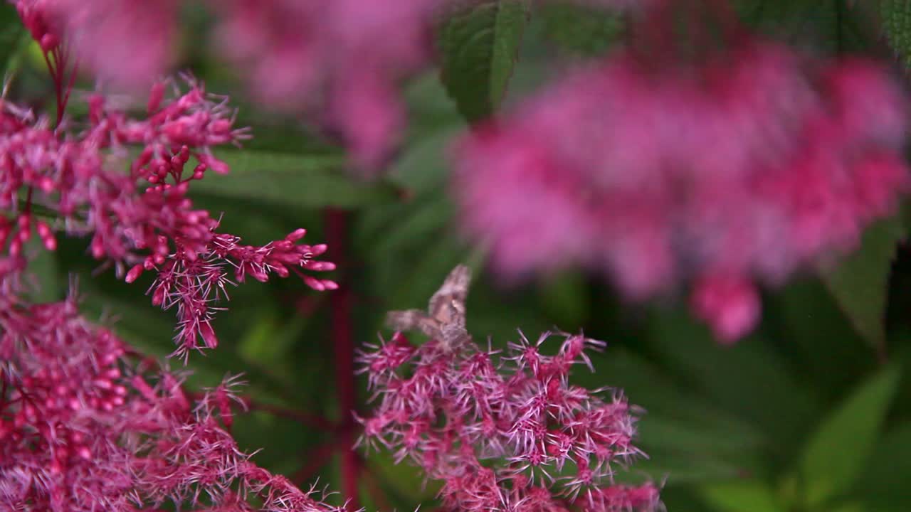Close-up of a Moth on Pink Flowers