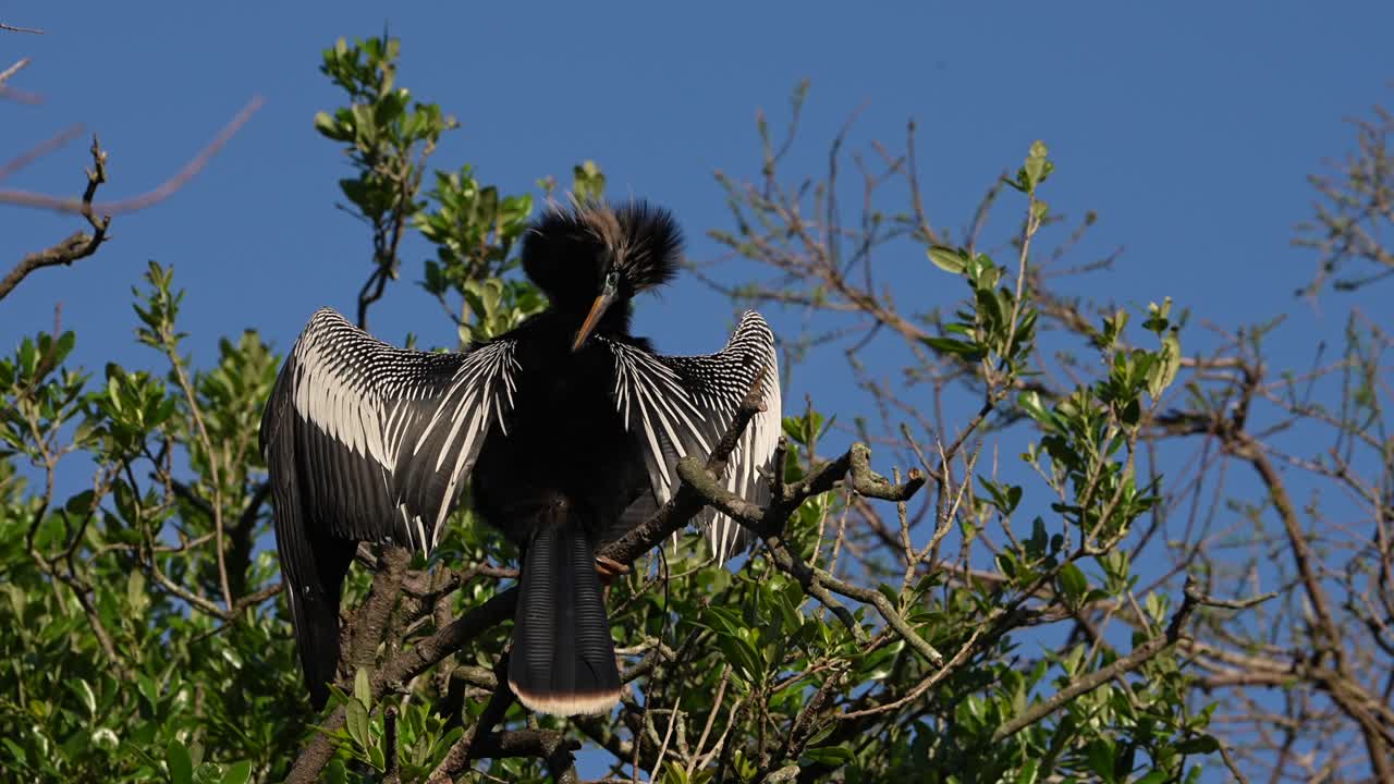 Üreme tüyleriyle bir ağacın üzerinde duran bir erkek anhinga.