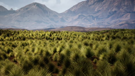 mountainous grassland scenery
