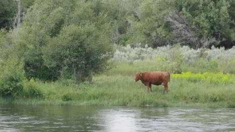 La-Vaca-Se-Encuentra-En-La-Orilla-Del-Río-Que-Fluye-Rápido