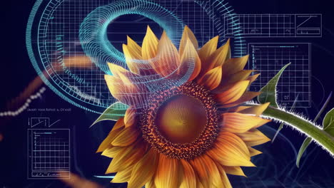 sunflower and financial data visualization