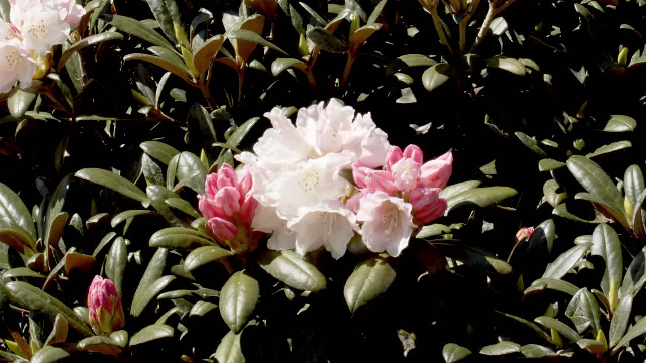 흰색과 분홍색 꽃이 피는 빈티지 찾고 부시, 정적 샷