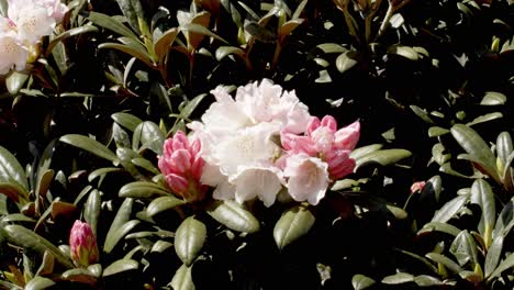 Vintage-looking-bush-of-white-and-pink-flower-blooming,-static-shot