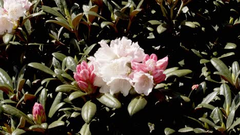 vintage looking bush of white and pink flower blooming, static shot