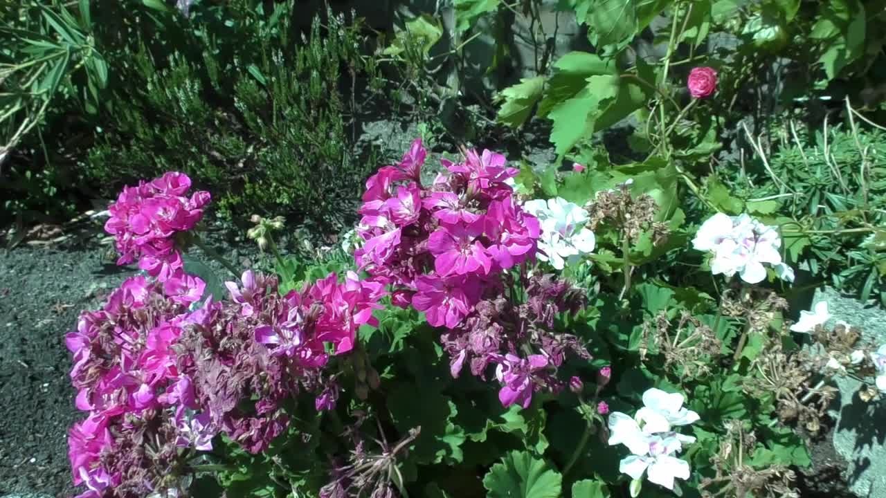 french geraniums swinging during a dutch storm