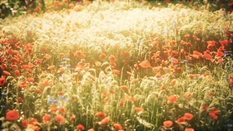 wild-field-flowers-at-summer-sunset