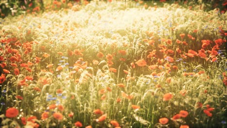 wild field flowers at summer sunset