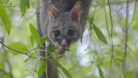 Possum-hanging-head-down,-eating-leaves