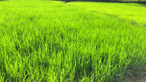 Vista-Panorámica-Izquierda-Lenta-A-Través-De-Ricos-Campos-De-Arroz-Verde-En-Sylhet,-Bangladesh