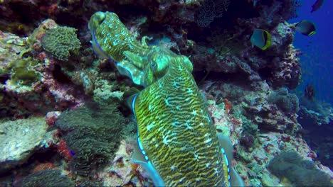 Sepia-Apareándose-En-Arrecifes-De-Coral-Tropicales