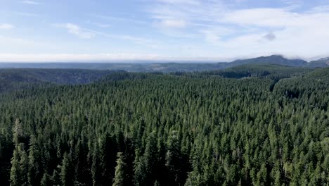 Luftpanorama-Dichter-Immergrüner-Bäume-Der-Olympischen-Halbinsel