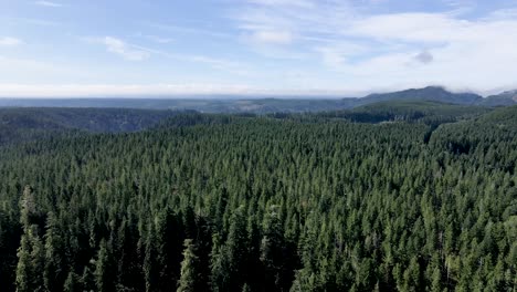 aerial panorama of dense evergreen trees of the olympic peninsula