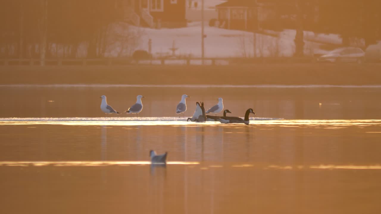 스웨덴의 황금시간대에 얼어붙은 호수 표면에 자리잡은 바닷새