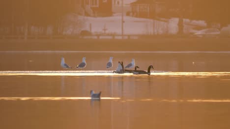 seabirds perched on frozen lake surface during golden hour in sweden