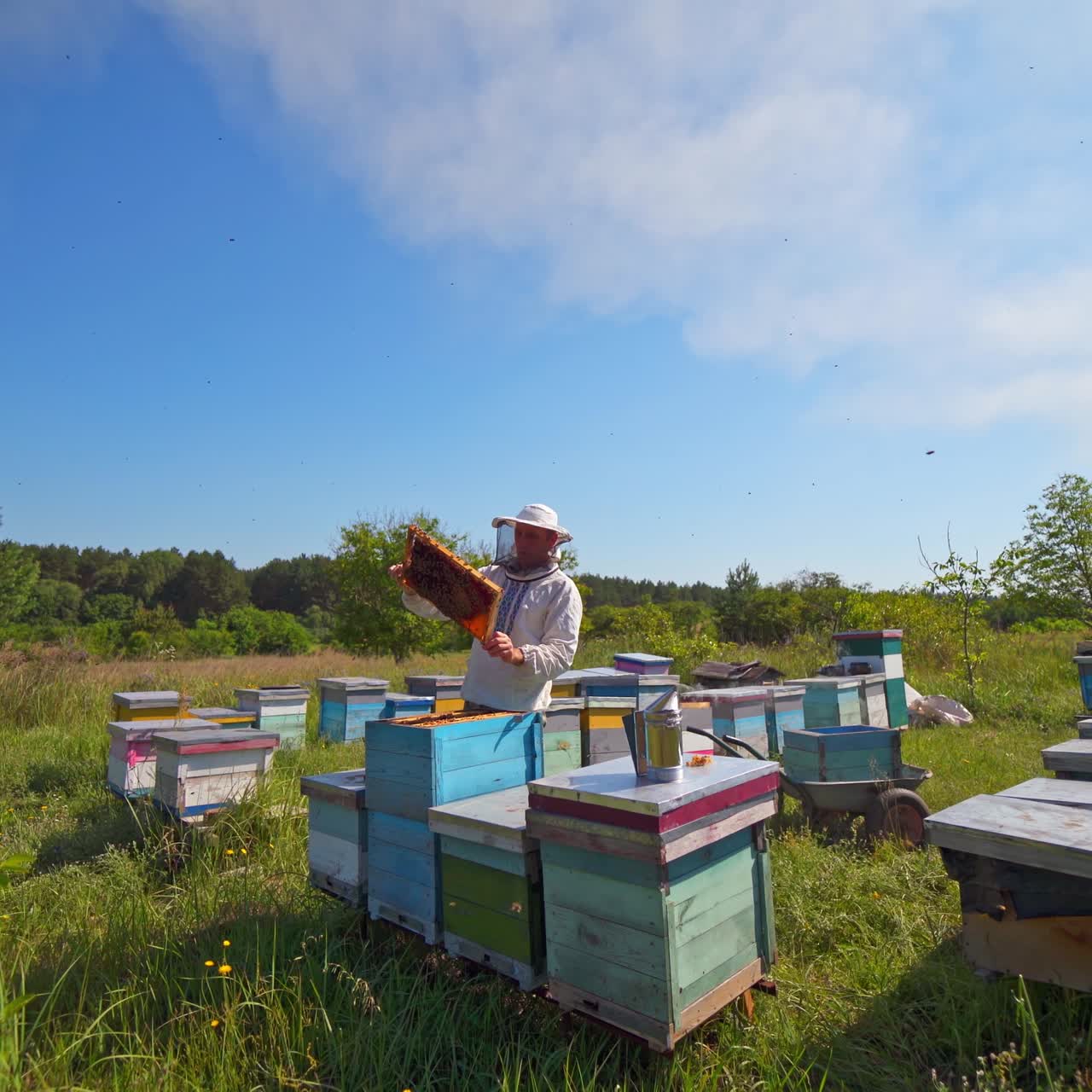 Honey cell with bees in a sunny day. Apiculture. Apiary. Man working in apiary. Protective clothes. Apiculture. Beekeeping concept. Video of working apiarist.