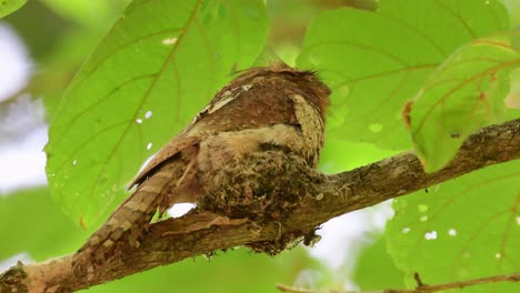 馬場青<unk>,batrachostomus javensis, 凱恩克拉<unk>國家公園, 聯合國世界遺產, 泰國