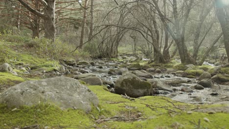 steady-shot-in-the-forest-with-a-river-and-trees