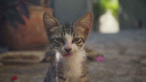 adorable kitten resting outdoors