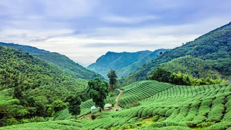 time laspe - tea plantations cloudscape - 4k