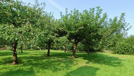 lush apple trees in a sunny orchard