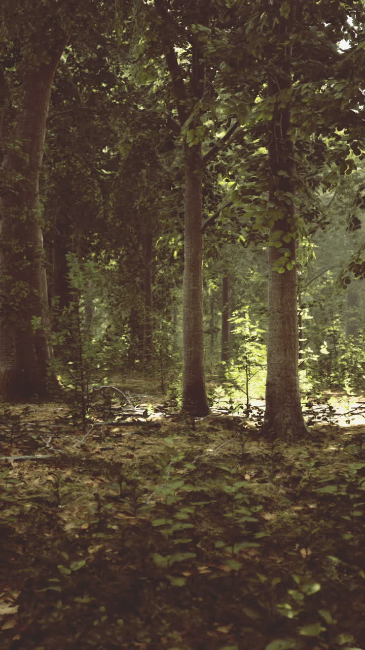 Sunlight filters through lush forest canopy creating a magical atmosphere