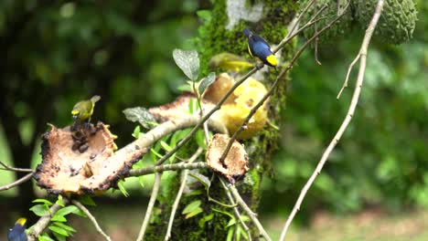 una colonia de pájaros de eufonía de corona amarilla que se alimentan de semillas de una fruta podrida