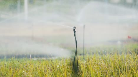 irrigation sprayer watering plants at nursery