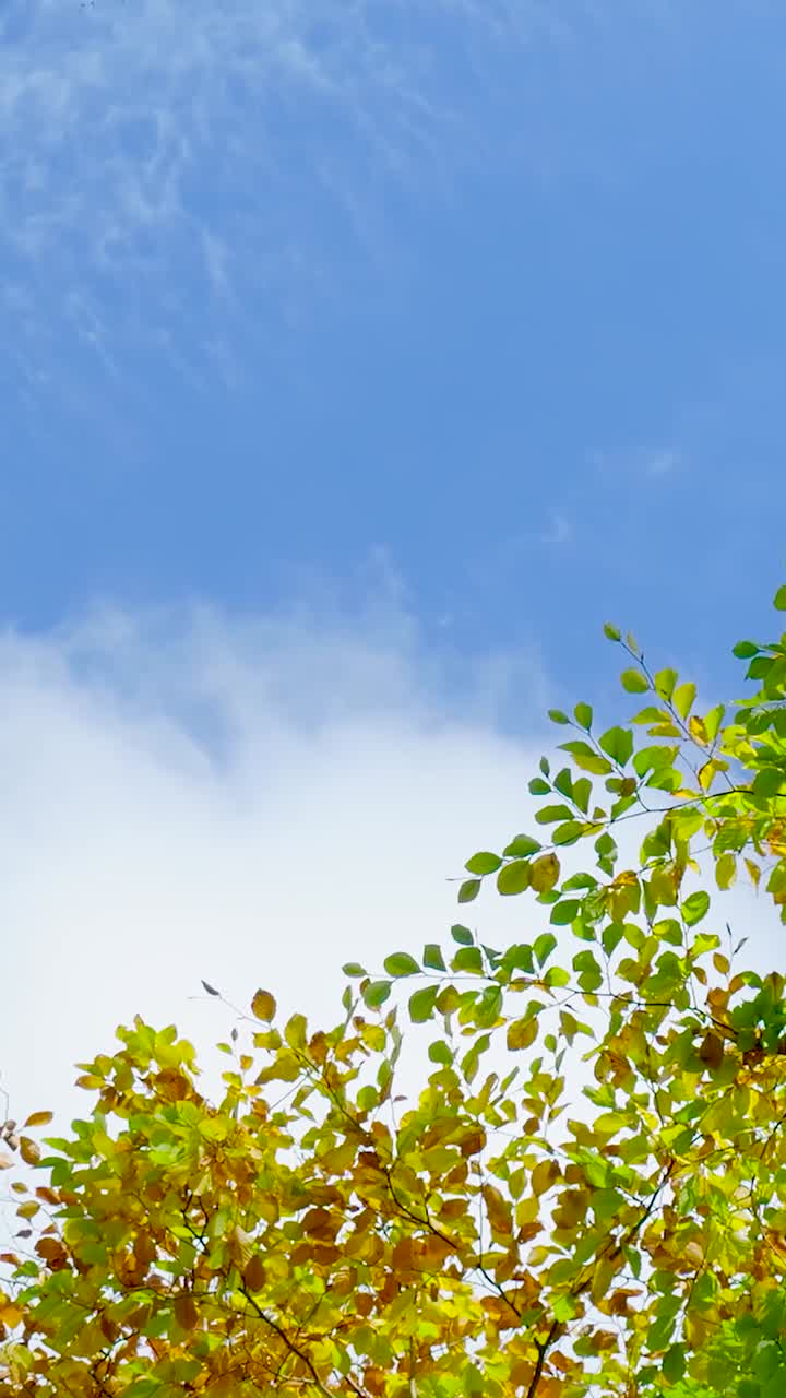 파란 하늘을 배경으로 가을 잎