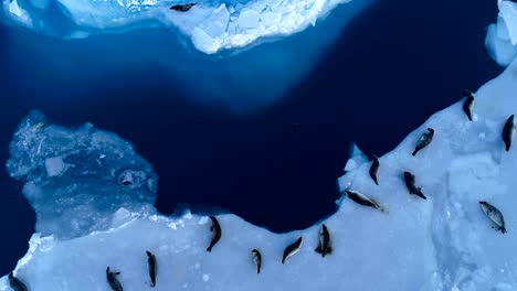 beautiful aerial view over seals on white ice floe in iceland. seals are next to the blue sea. there is seals swimming in the sea.