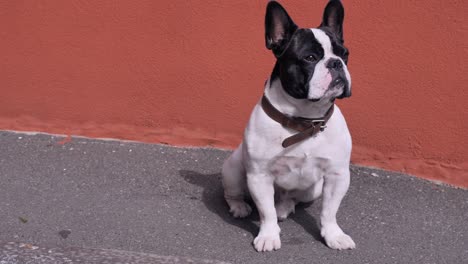 doggy with brown collar at the open air.