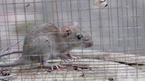 Ratte,-Die-Durch-Ködern-In-Einem-Käfig-Gefangen-Ist,-Hängt-Im-Metallkäfig